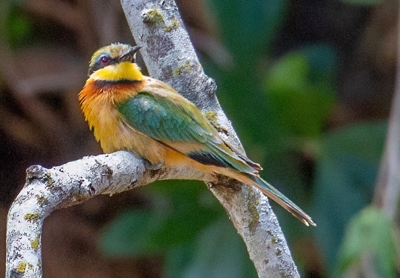 Little Bee-eater - ML645661518