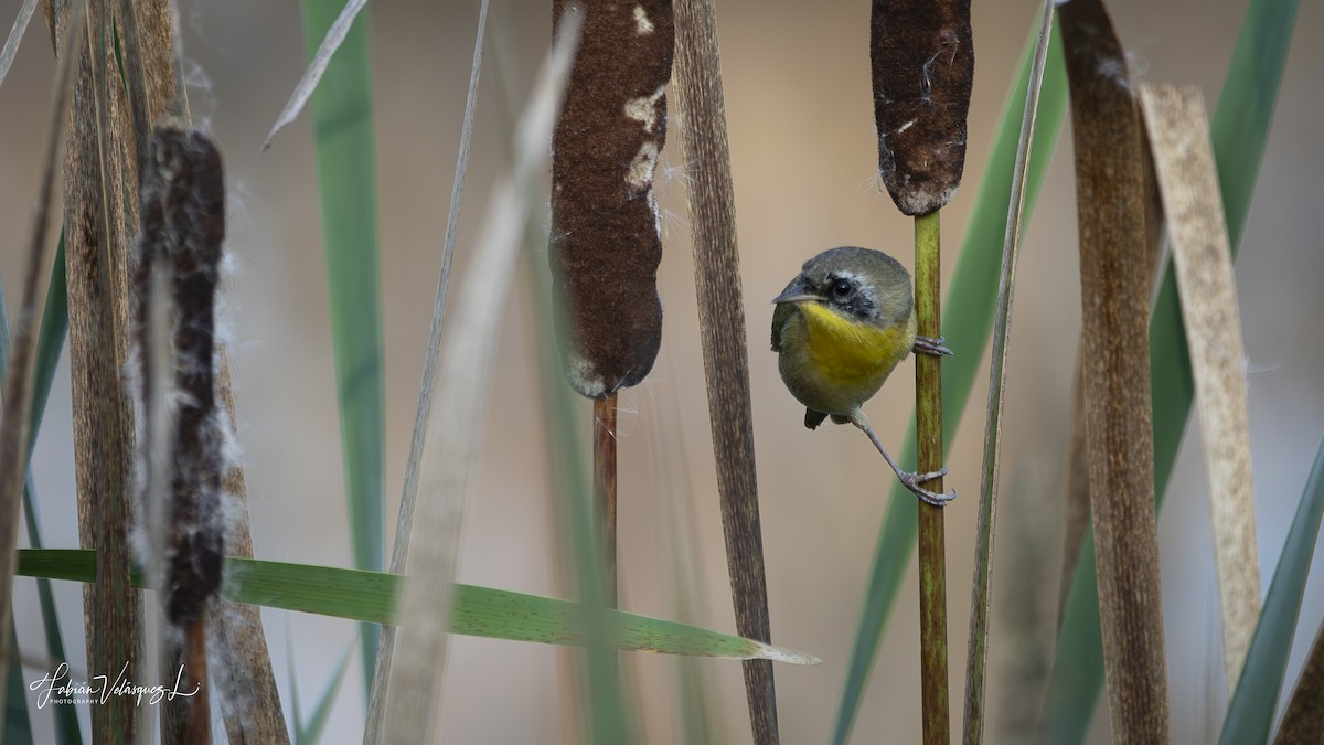 Common Yellowthroat - ML645661524