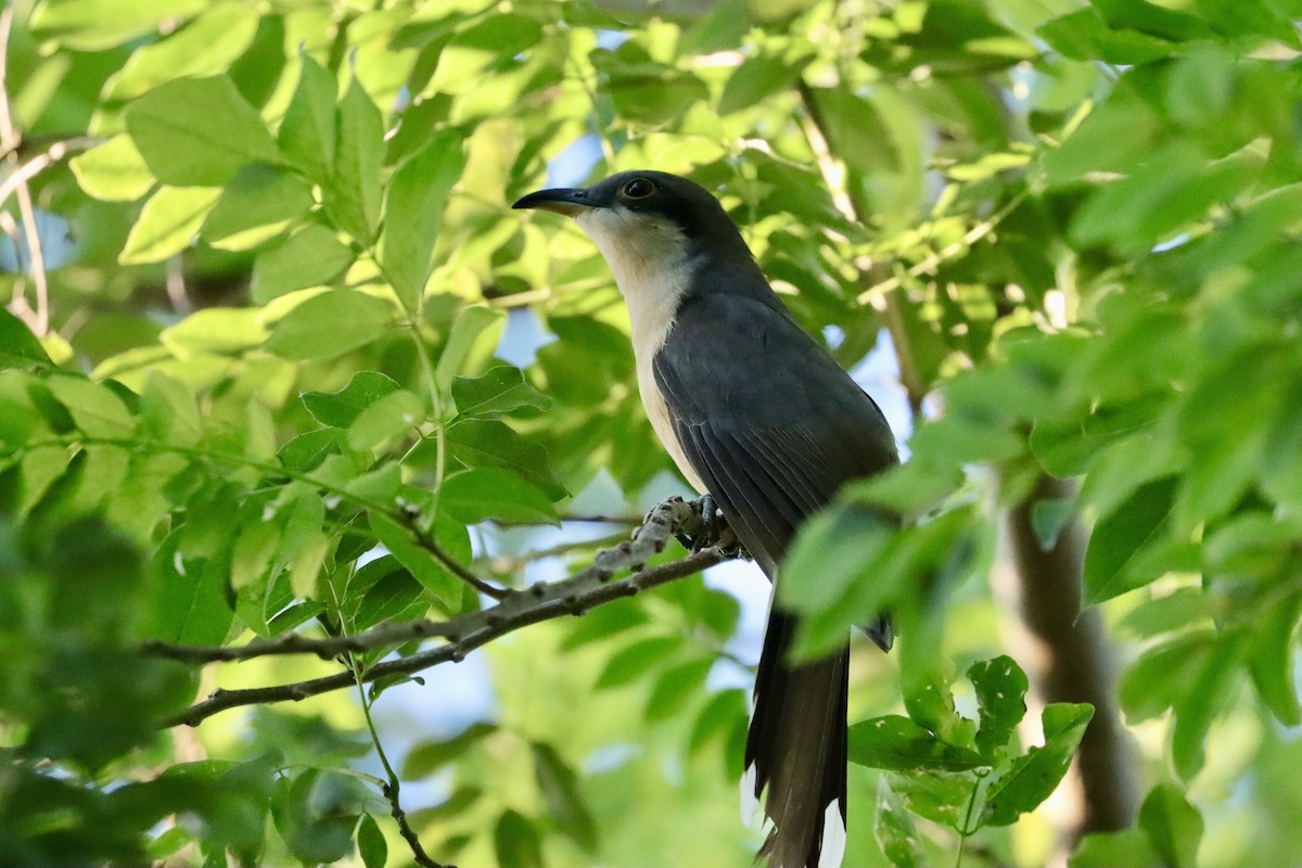 Mangrove Cuckoo - ML645661525