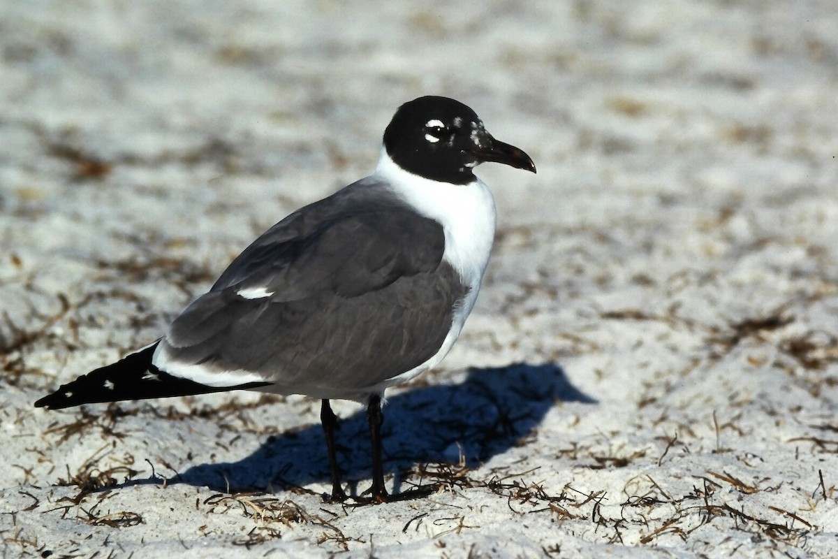 eBird Checklist - 9 Feb 2000 - Redington Beach & Pier - 3 species