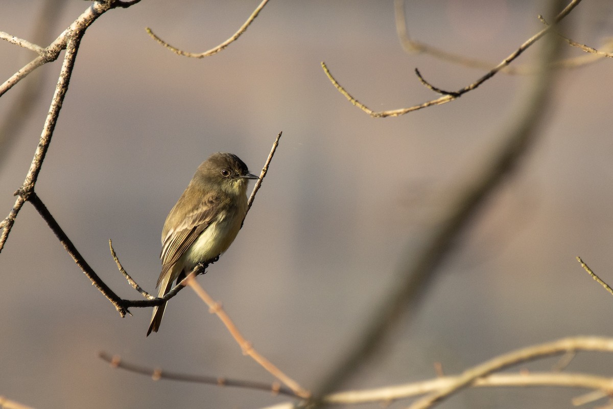 Eastern Phoebe - ML645661534