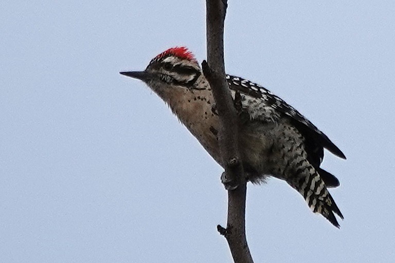Ladder-backed Woodpecker - ML645661545