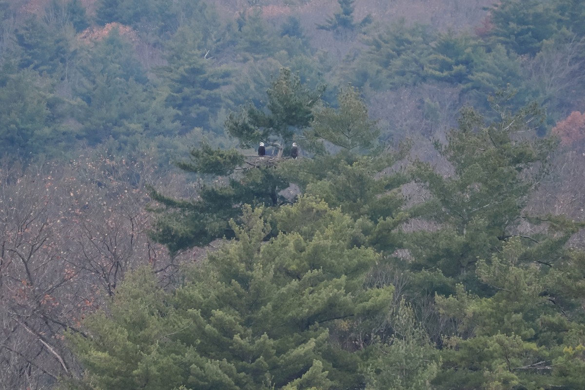 Bald Eagle - ML645661548