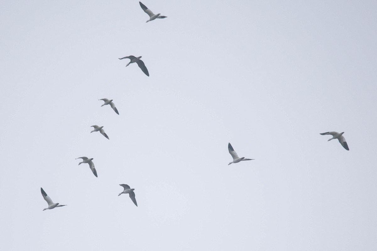 Ross's Goose - ML645661550