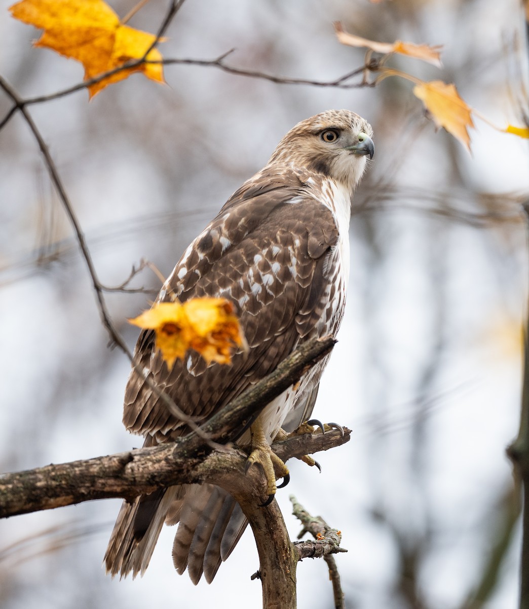 káně rudochvostá - ML645661554