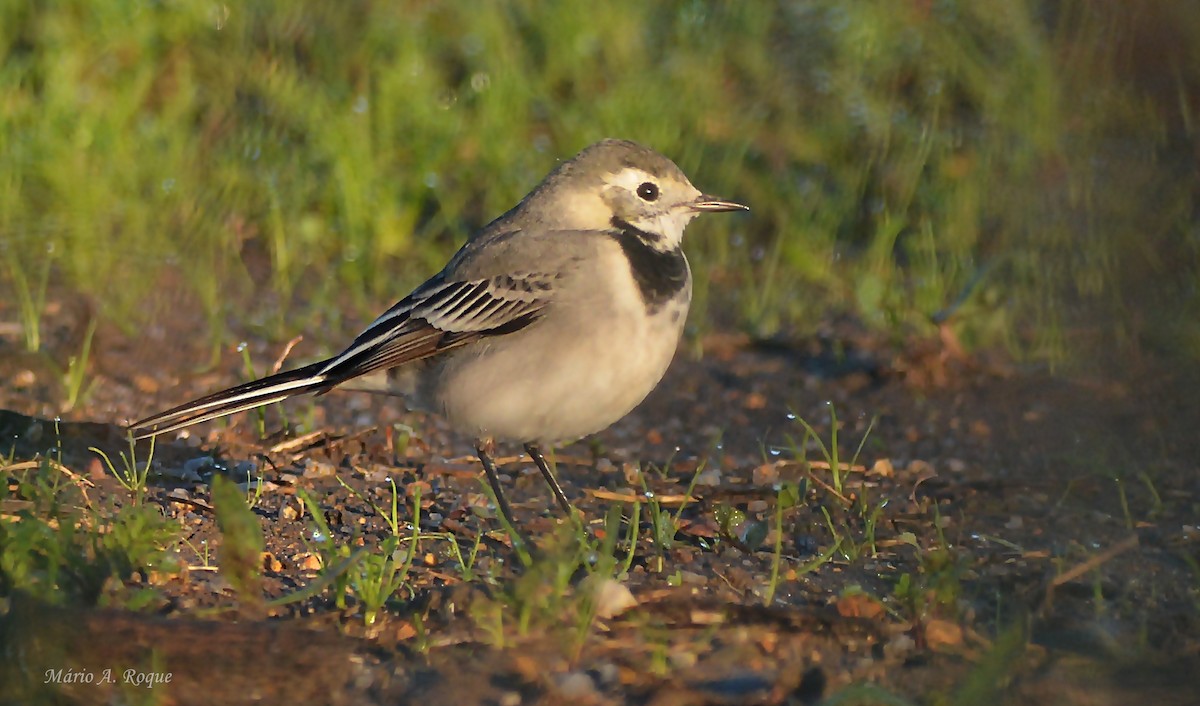 White Wagtail - ML645661555