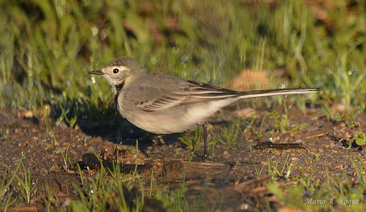 White Wagtail - ML645661556