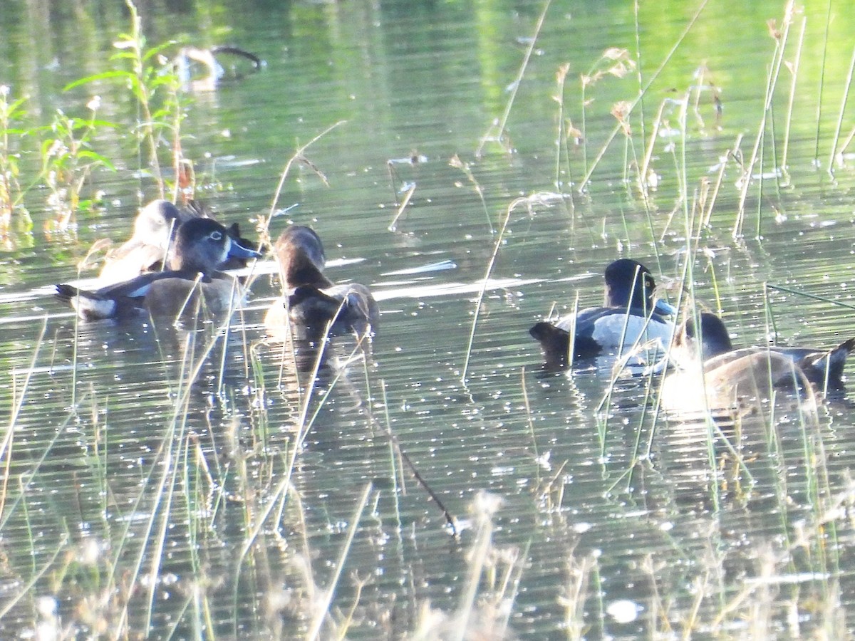 Ring-necked Duck - ML645661557