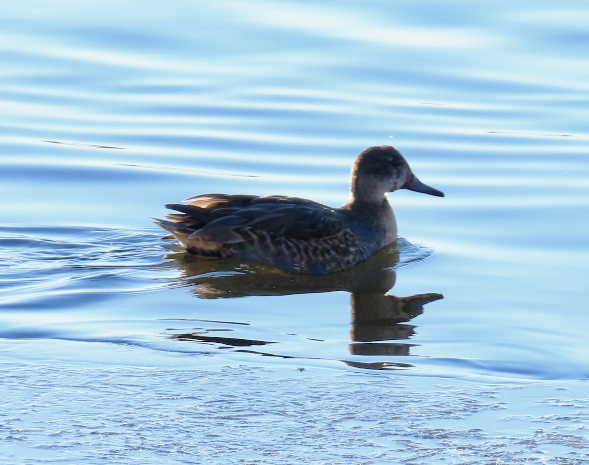 Green-winged Teal - ML645661558