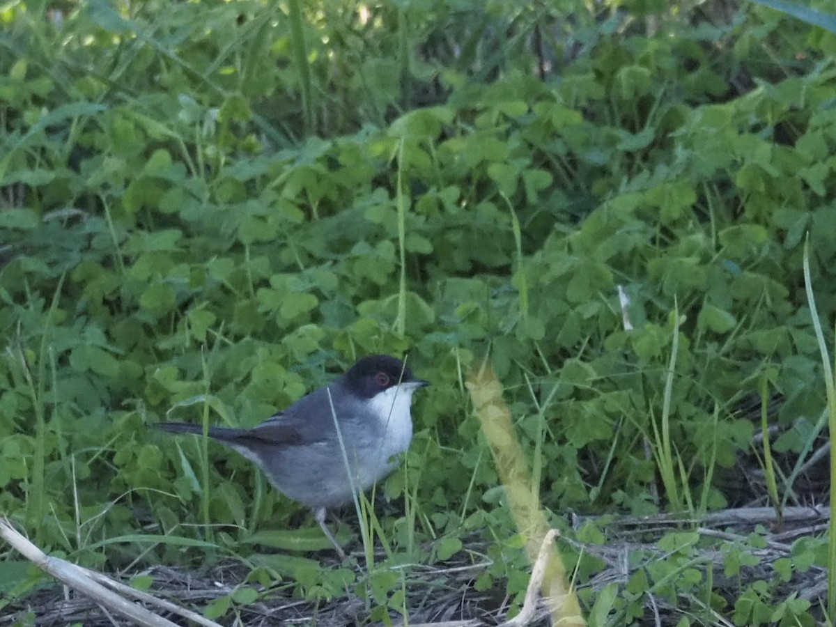Sardinian Warbler - ML645661561