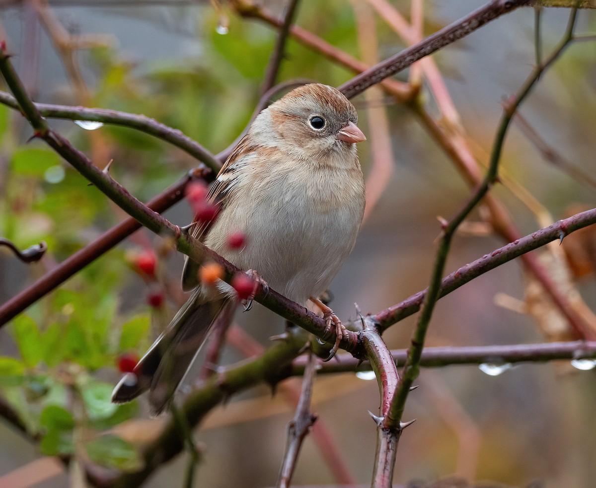 Field Sparrow - ML645661563