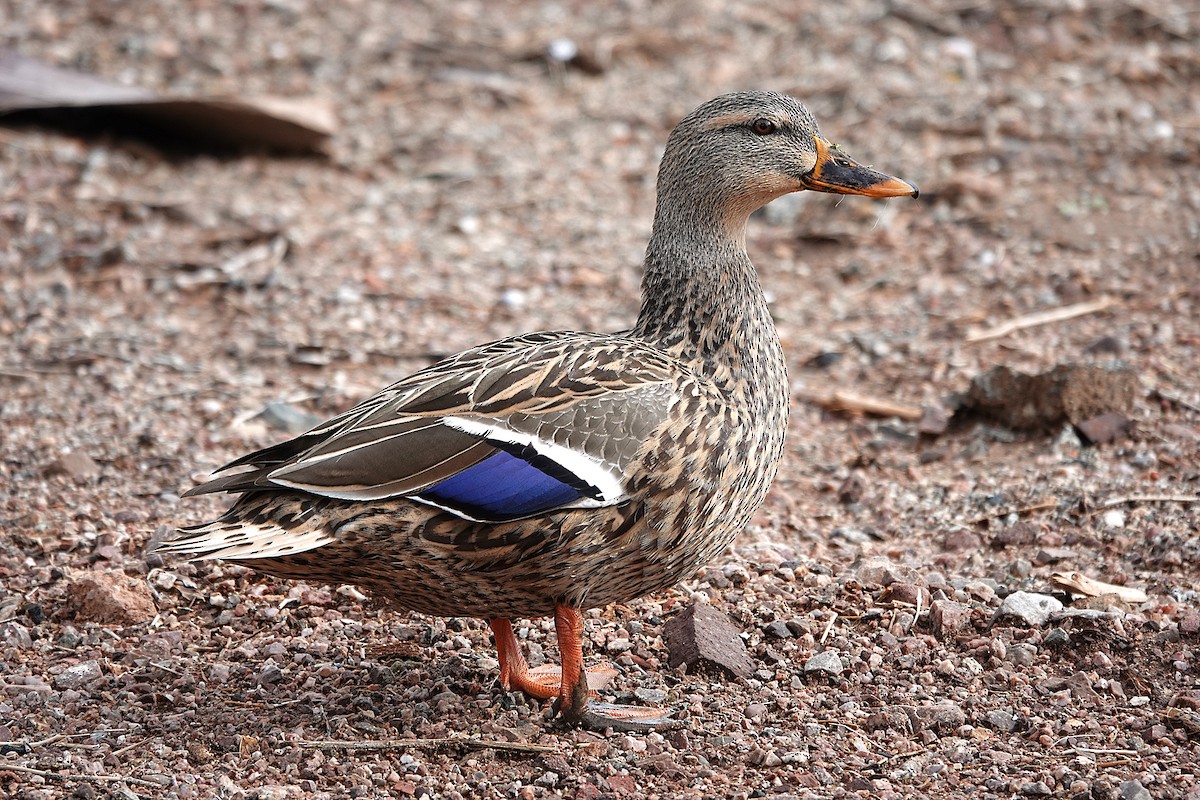 Mallard - ML645661564