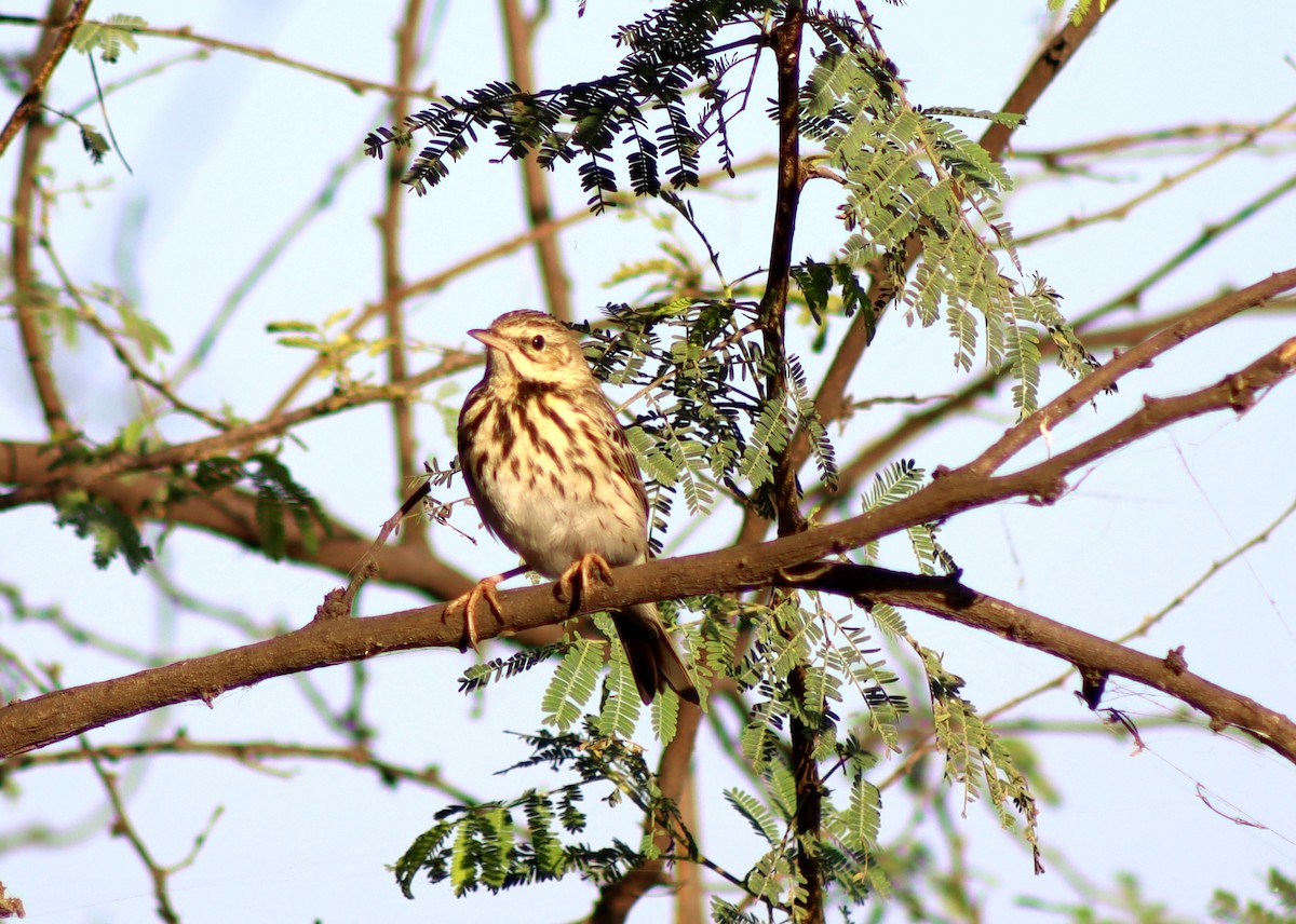 Tree Pipit - ML645661568