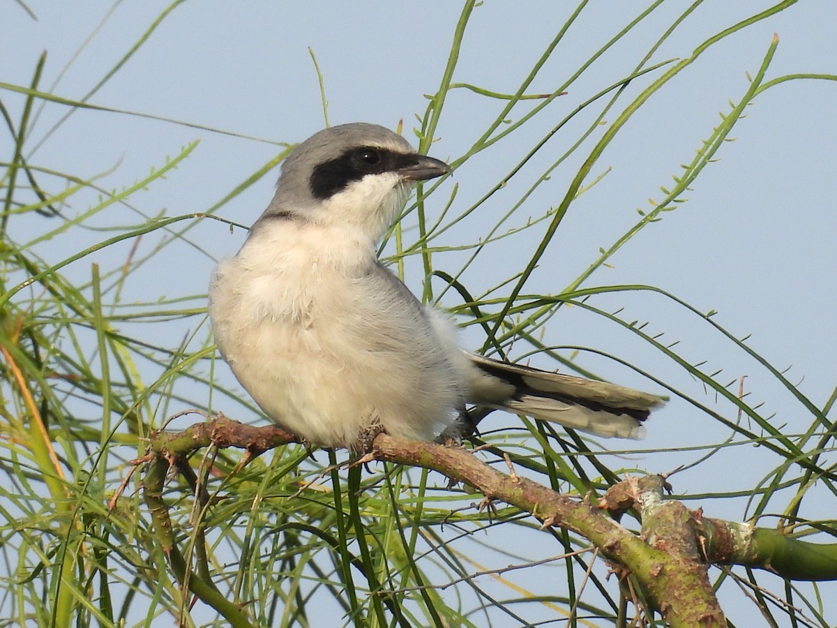 Loggerhead Shrike - ML645661577