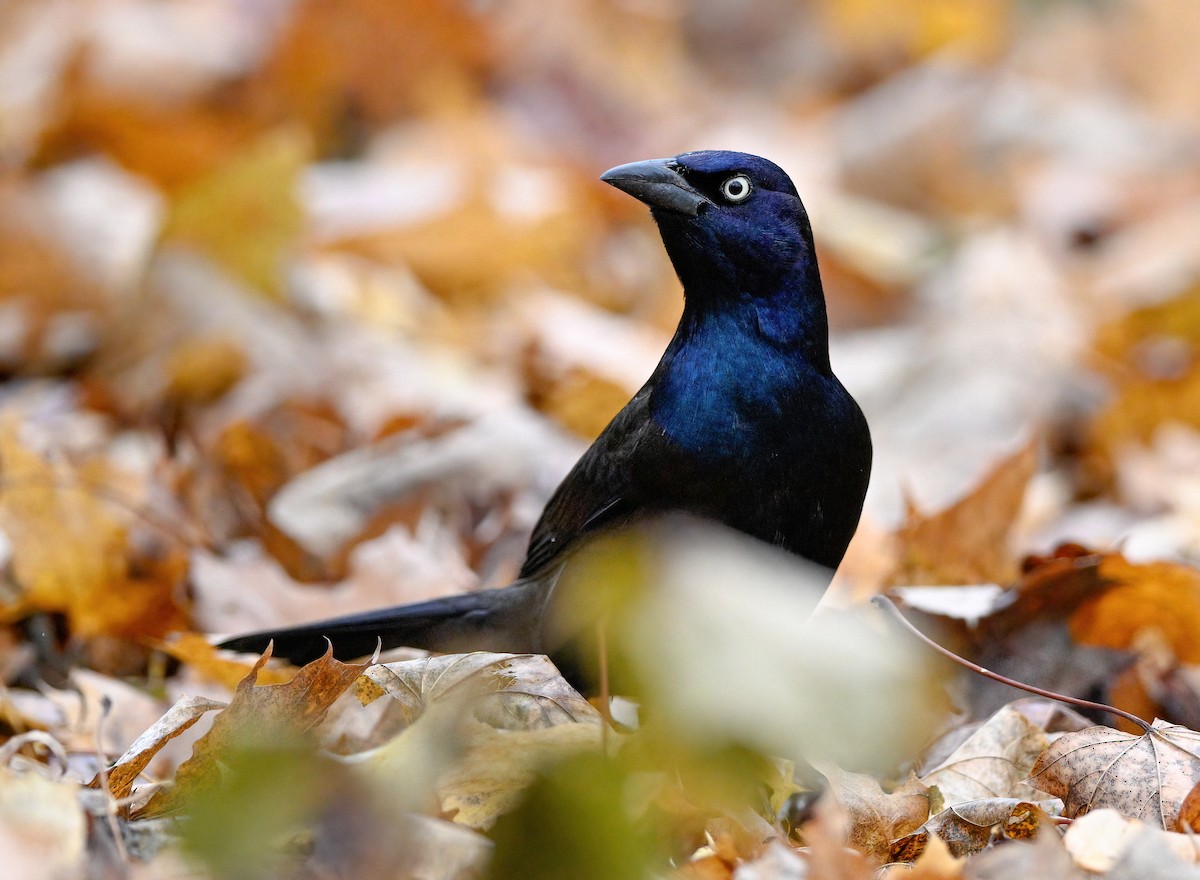 vlhovec lesklý - ML645661585