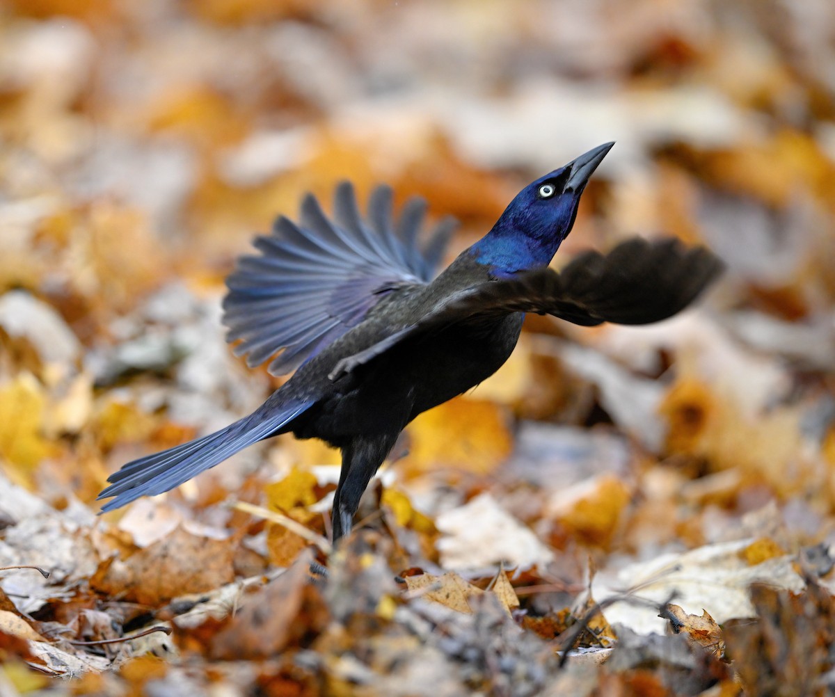 vlhovec lesklý - ML645661587