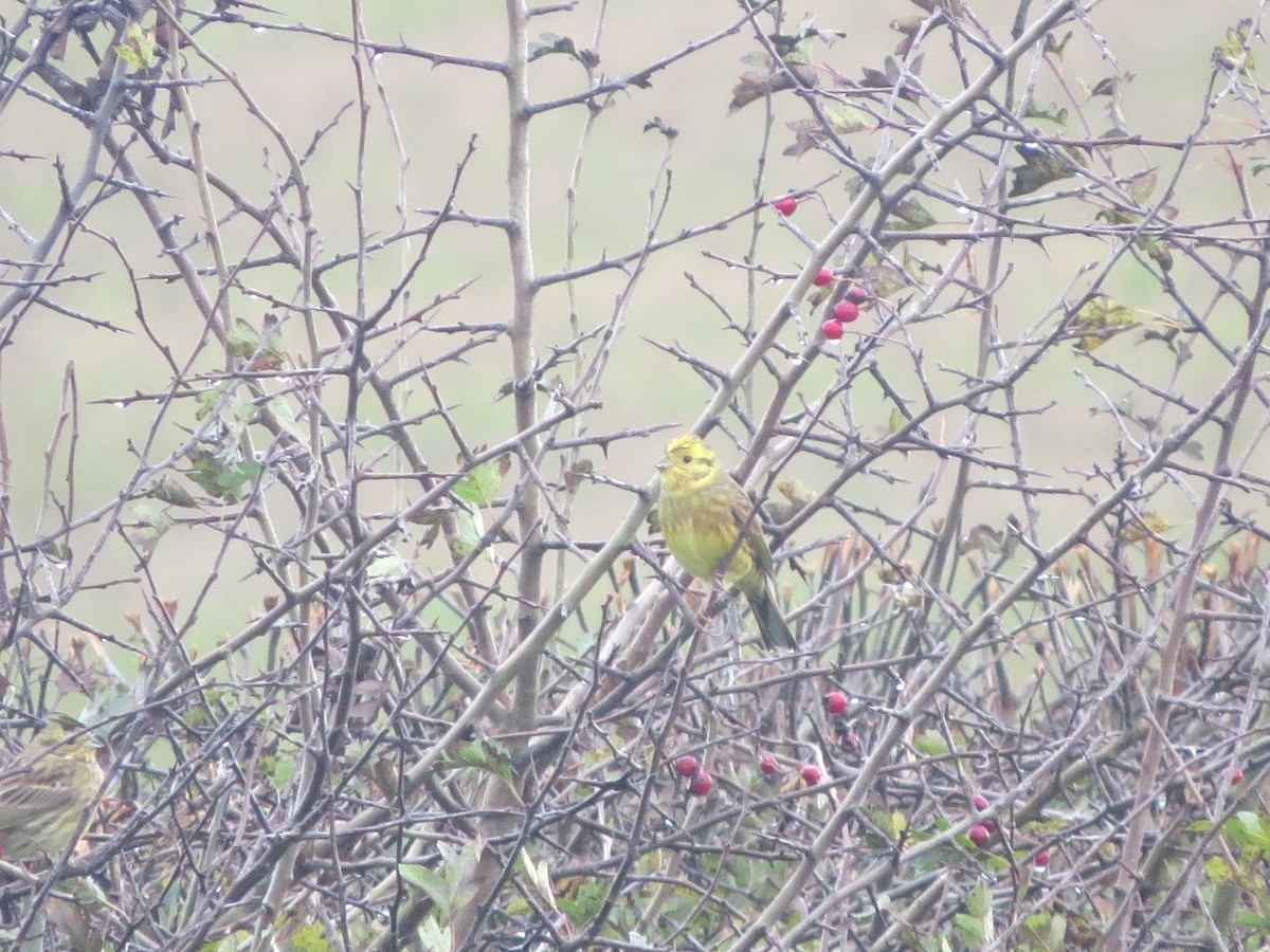 キアオジ - ML645661596