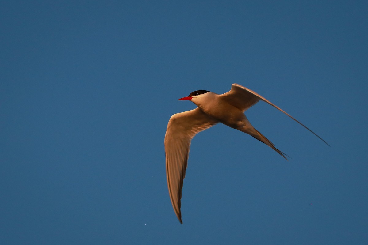 Arctic Tern - ML645661598