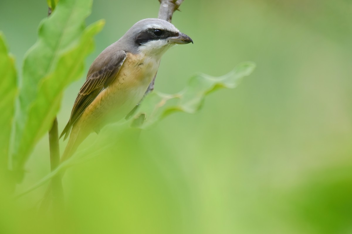 Pie-grièche brune - ML645661599