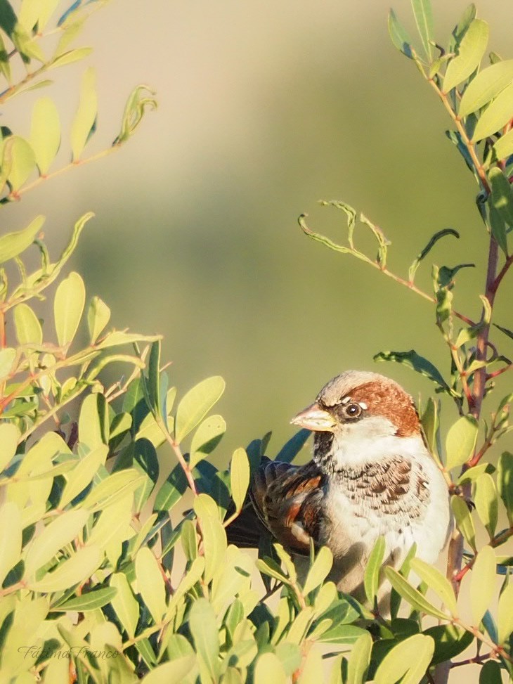House Sparrow - ML645661601