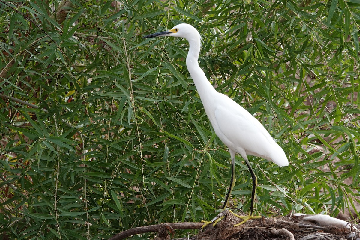 Snowy Egret - ML645661608