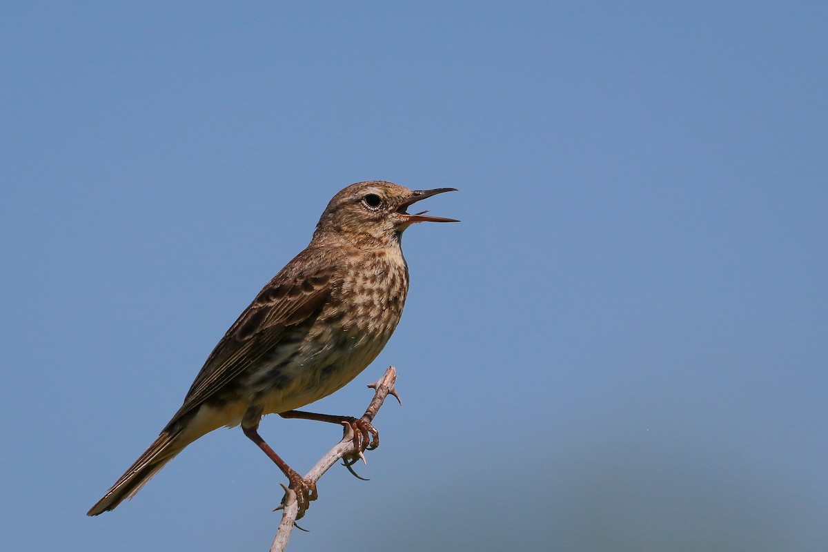 Rock Pipit - ML645661609