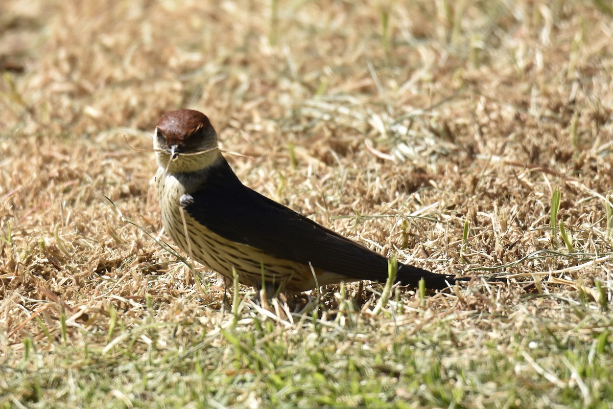 Greater Striped Swallow - ML645661612