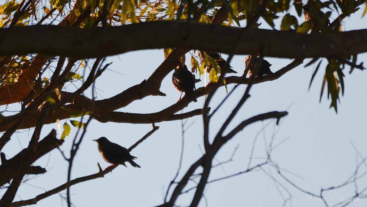 זרזיר שחור - ML645661620