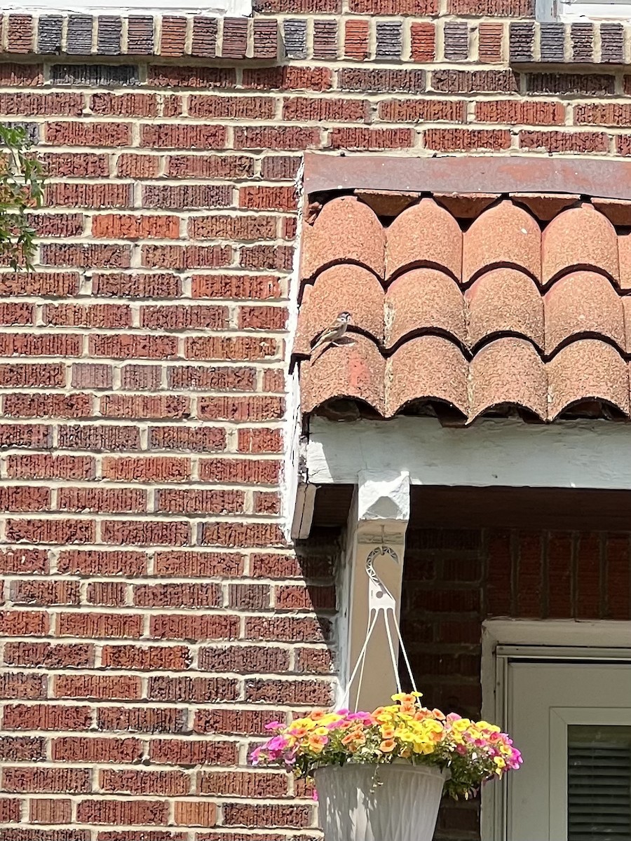 Eurasian Tree Sparrow - ML645661622