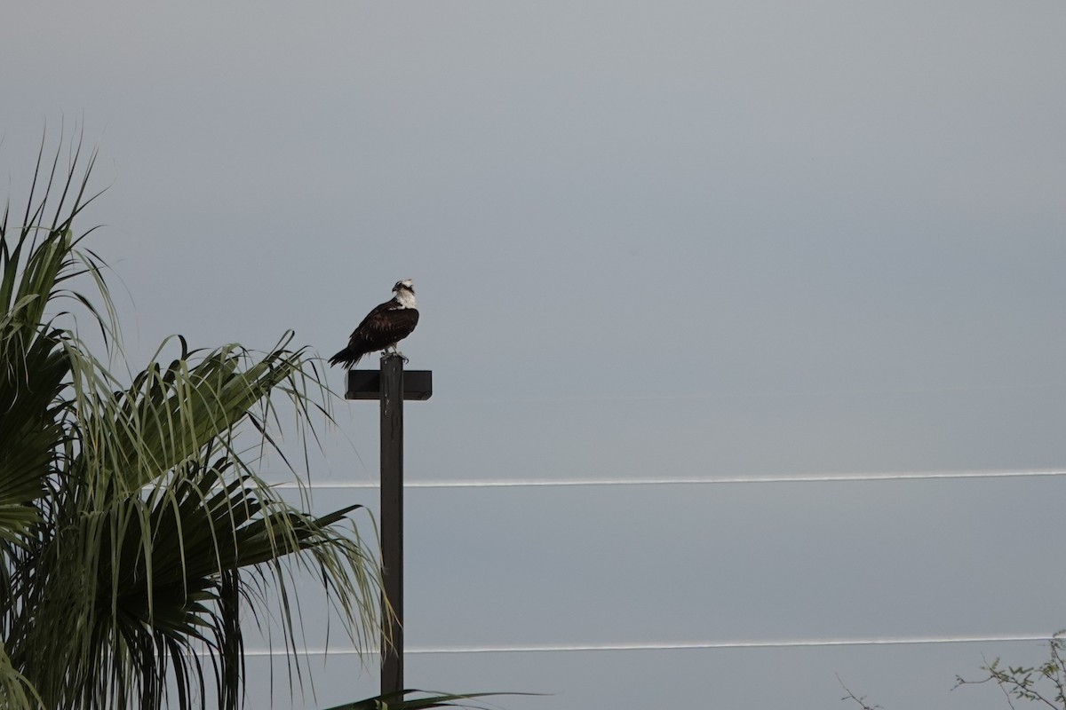 Osprey - ML645661623