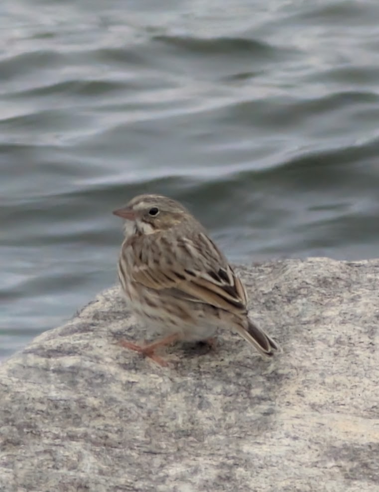 Savannah Sparrow (Ipswich) - ML645661634