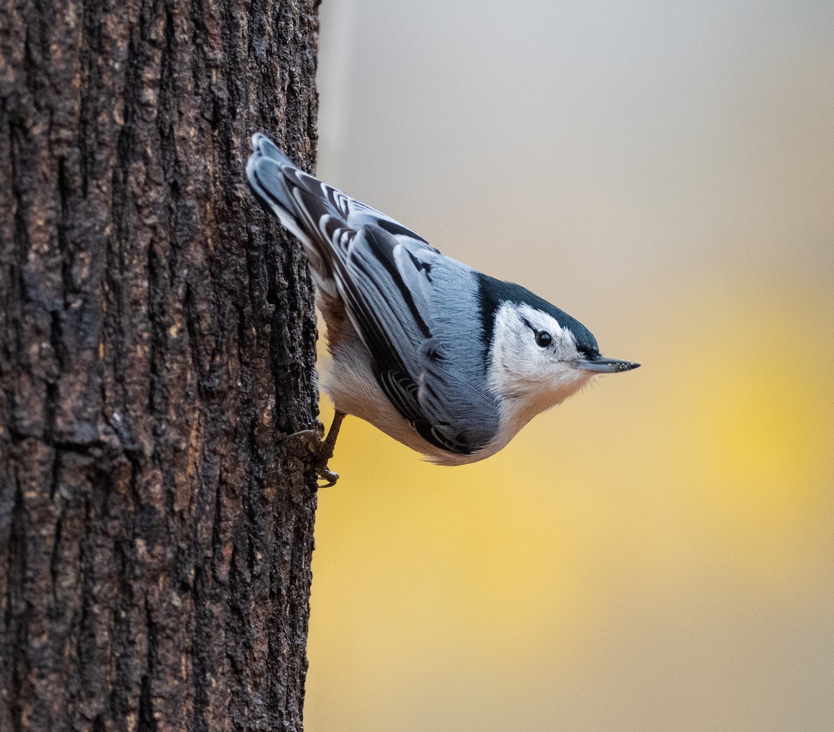 brhlík běloprsý - ML645661638