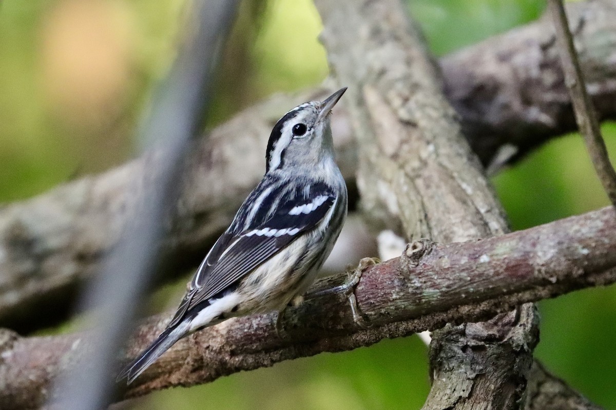 klatreparula - ML645661646