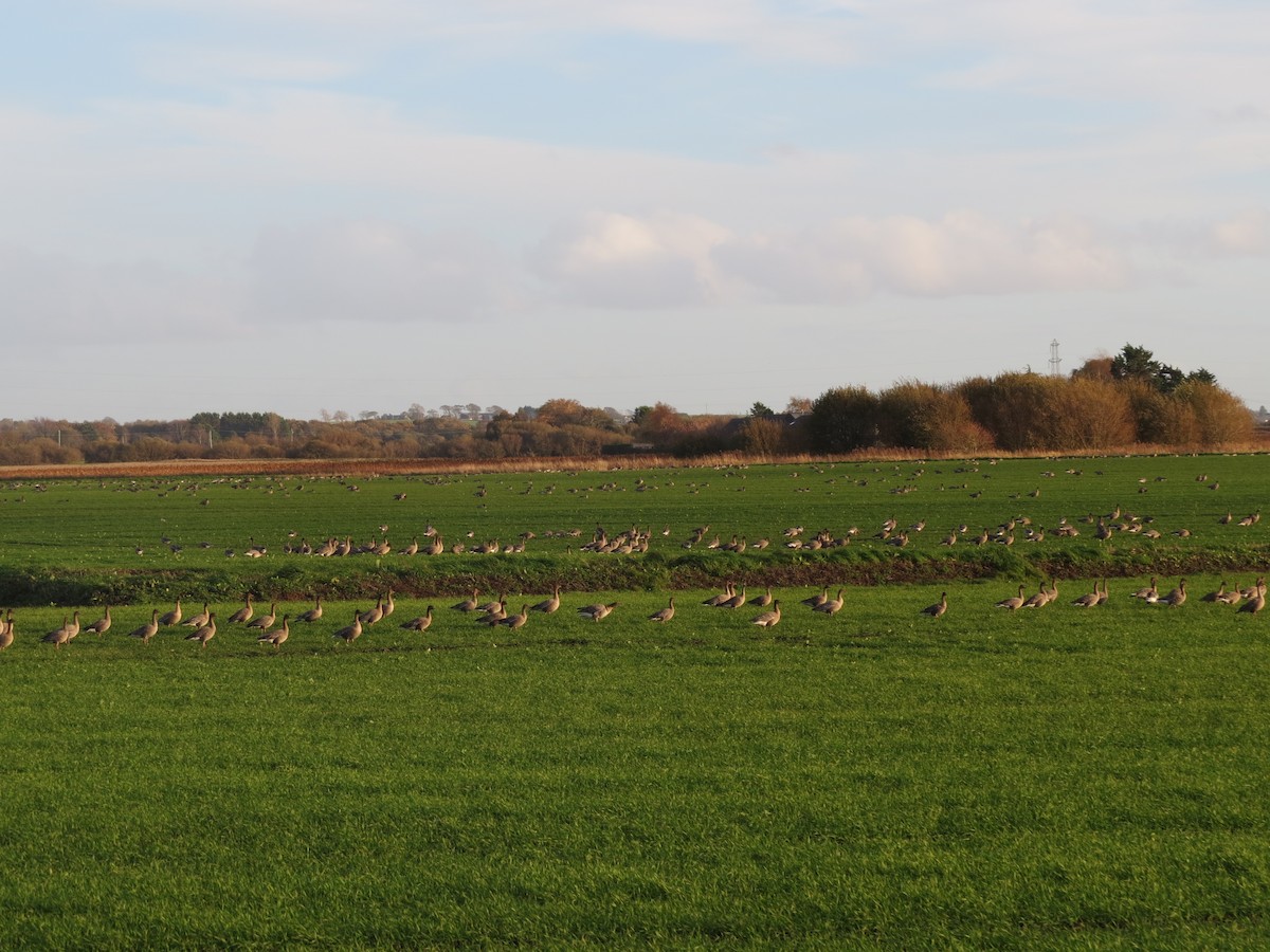 コザクラバシガン - ML645661648