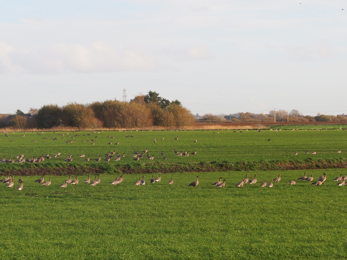 コザクラバシガン - ML645661649