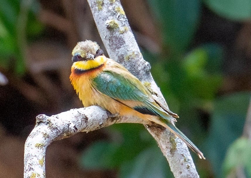 Little Bee-eater - ML645661650