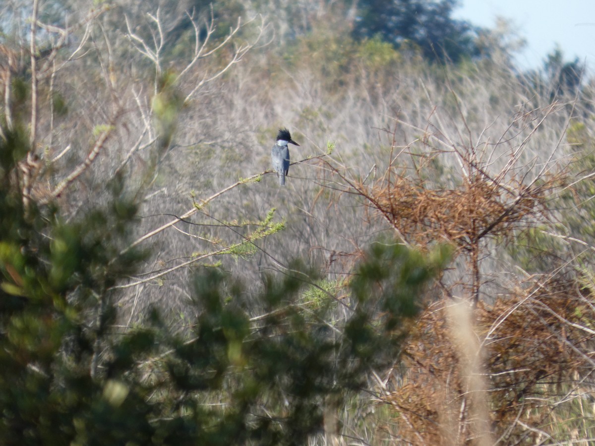 belteisfugl - ML645661651