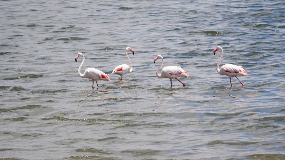 rosenflamingo - ML645661656
