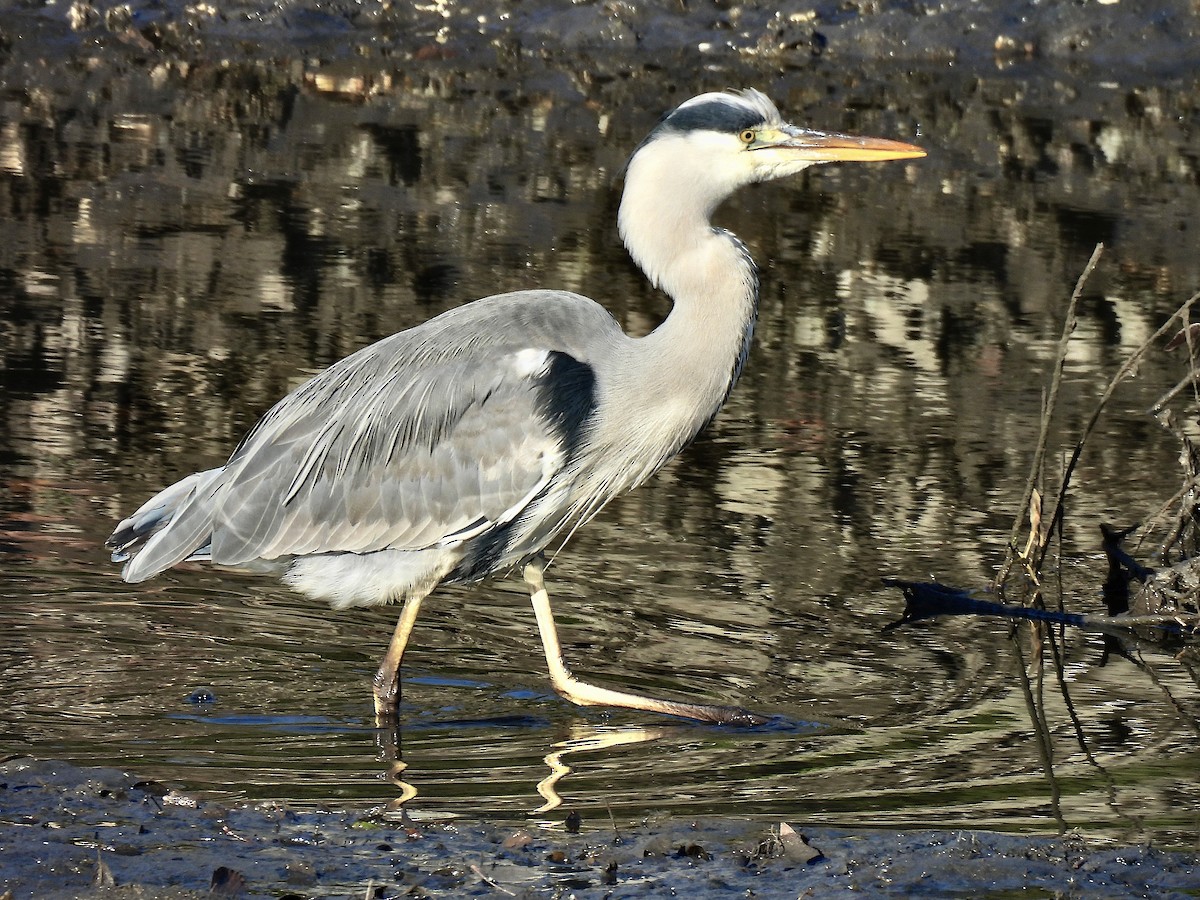 gråhegre - ML645661658