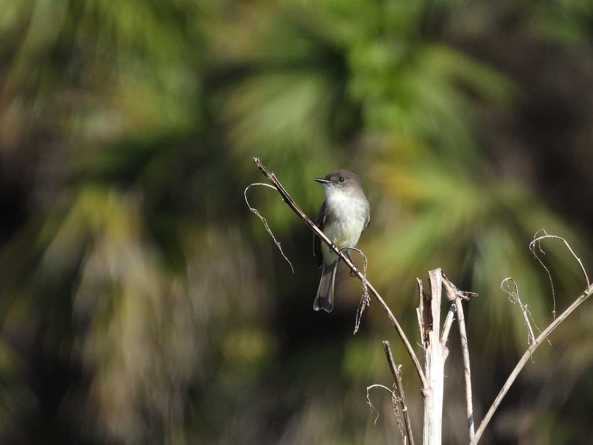 gråfibi - ML645661661