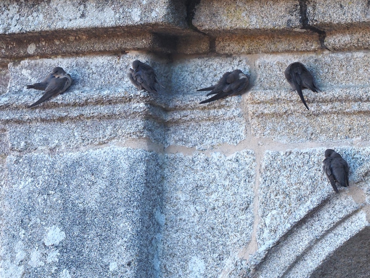 klippesvale - ML645661662