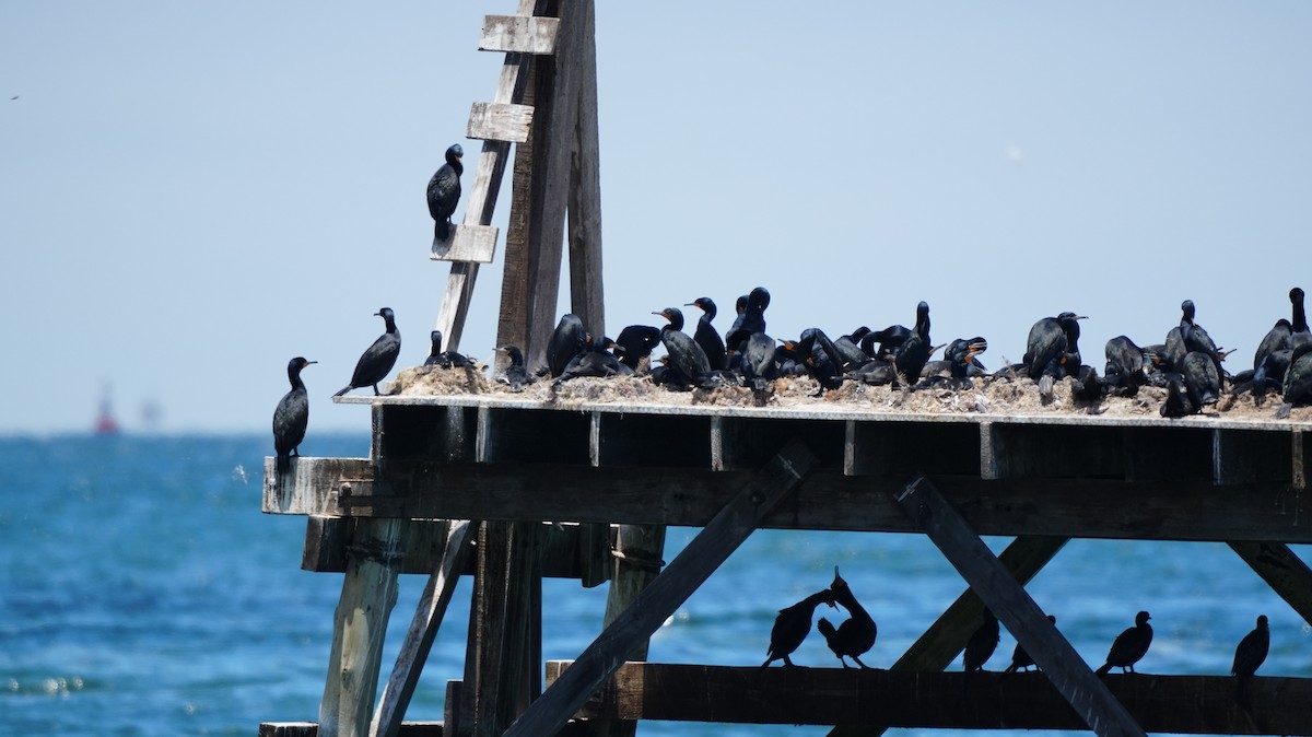 kappskarv - ML645661663