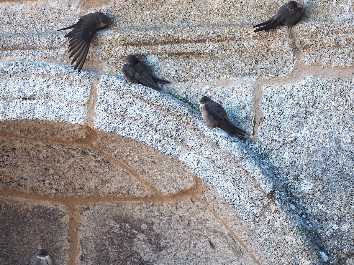 klippesvale - ML645661664