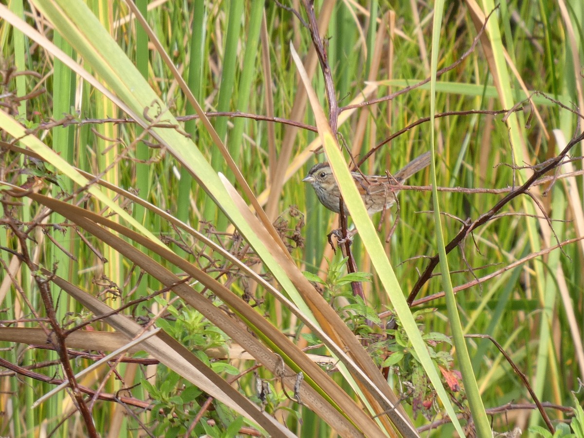 sumpspurv - ML645661665