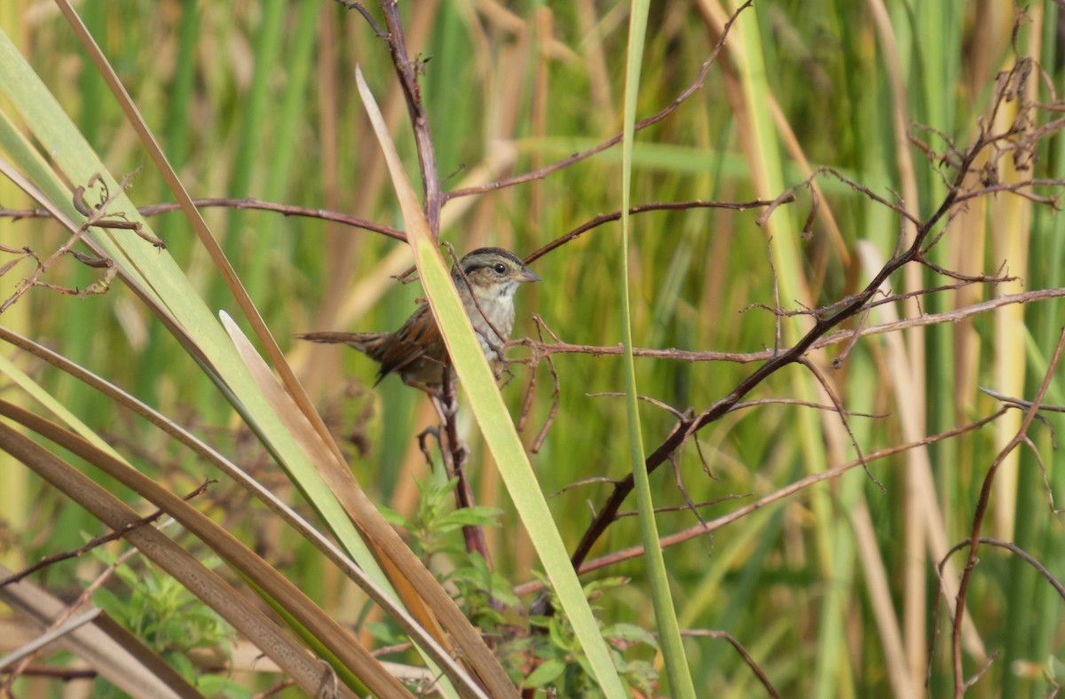 sumpspurv - ML645661666