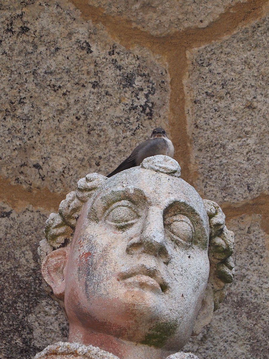 klippesvale - ML645661667