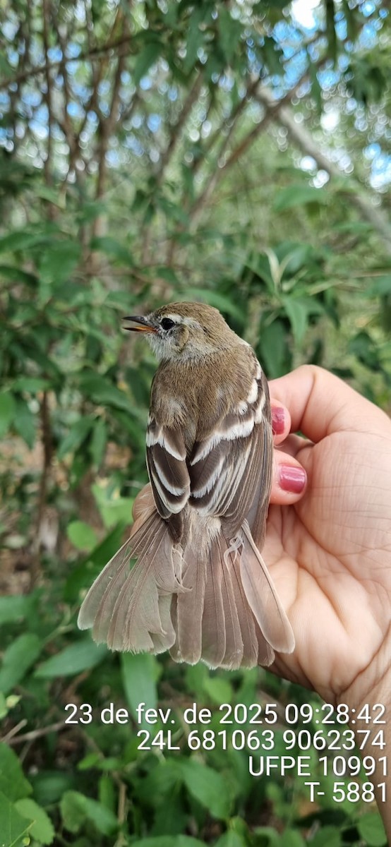 bruntyrannulett - ML645661669