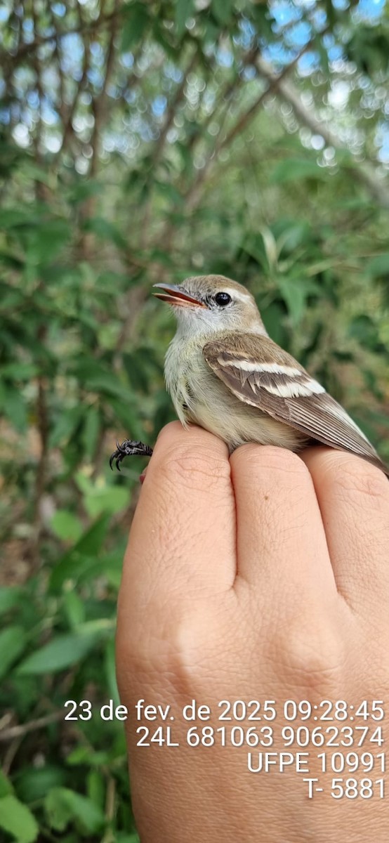 bruntyrannulett - ML645661670