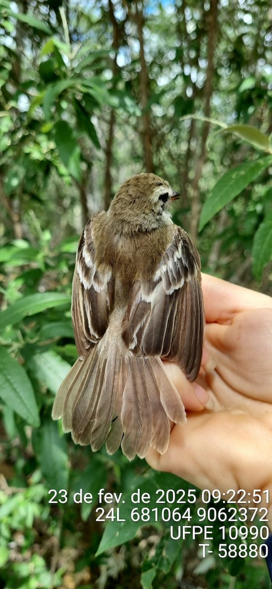 bruntyrannulett - ML645661671