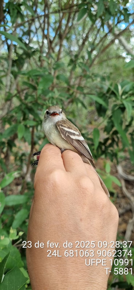 bruntyrannulett - ML645661672